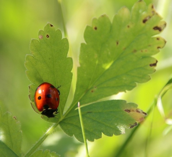 COCCINELLE