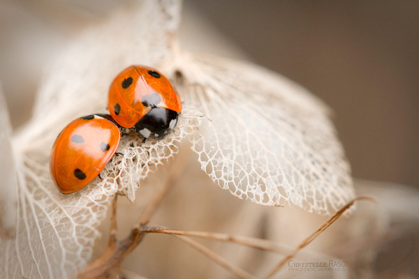 COCCINELLES