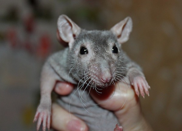 RAT 2