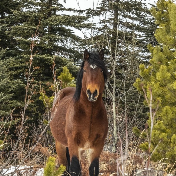 CHEVAL 2