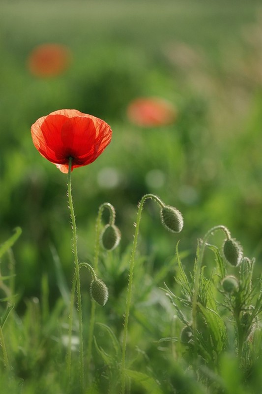 COQUELICOTS