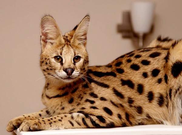 SERVAL