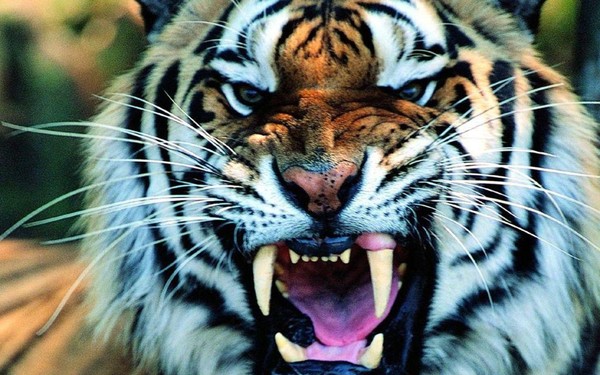 TIGRE