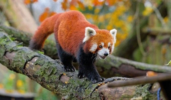 PANDA ROUX