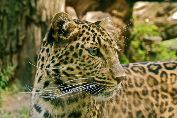 LEOPARD