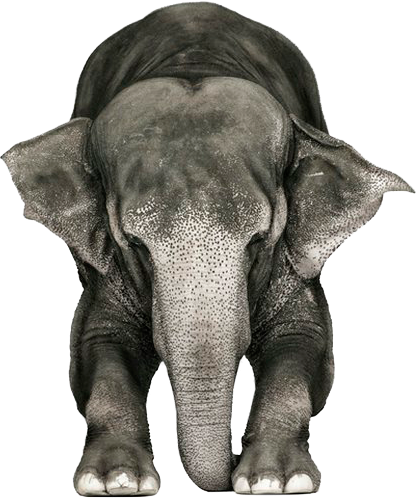 ELEPHANT 2