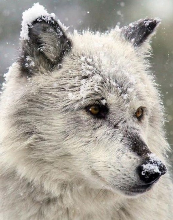 LOUP