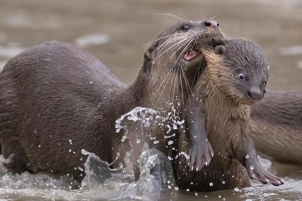 LOUTRE