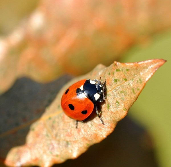 COCCINELLE