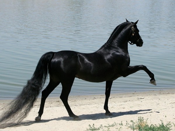 CHEVAL