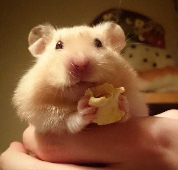 HAMSTER