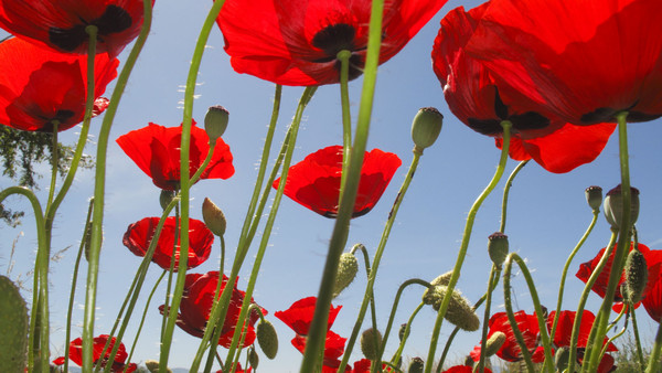 COQUELICOTS