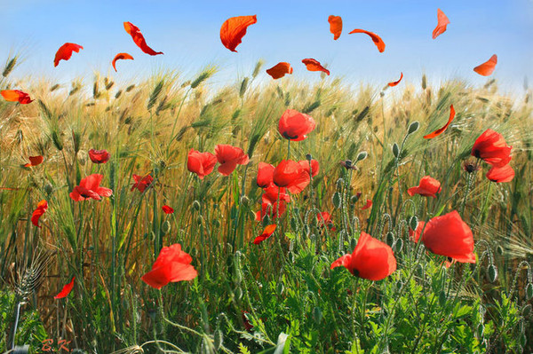 COQUELICOTS