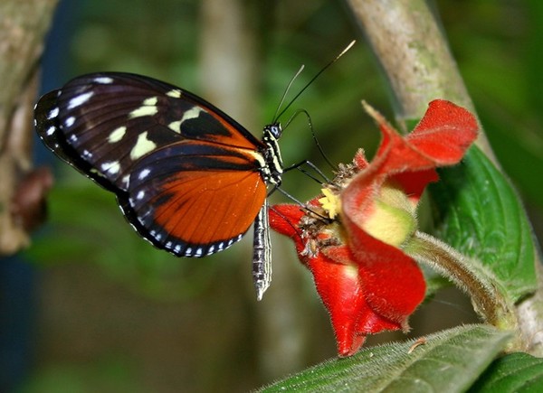 PAPILLON