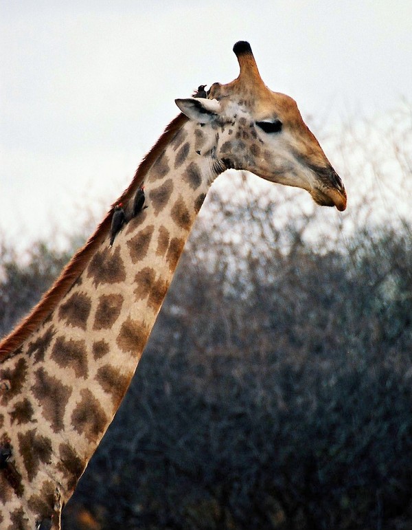 GIRAFE