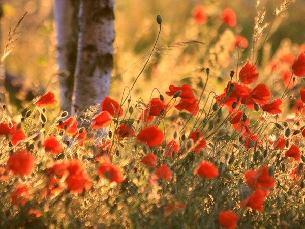 COQUELICOTS