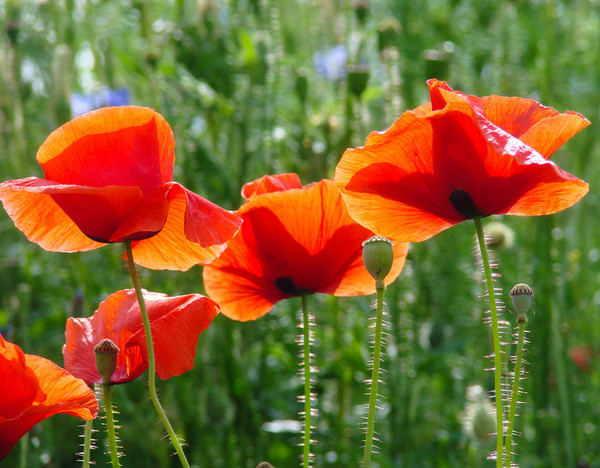 COQUELICOTS