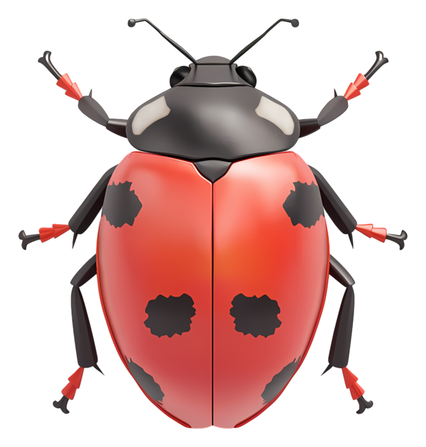 COCCINELLE 3