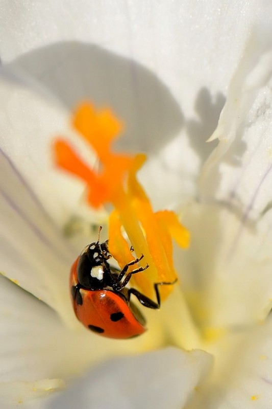 COCCINELLE