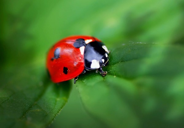 COCCINELLE