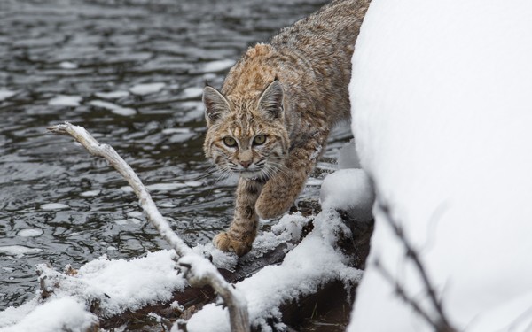 LYNX