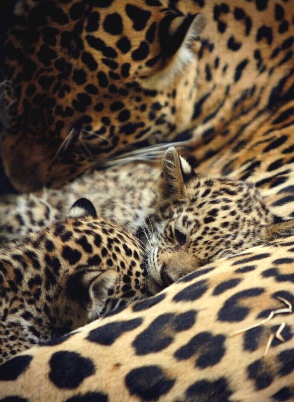 LEOPARDS