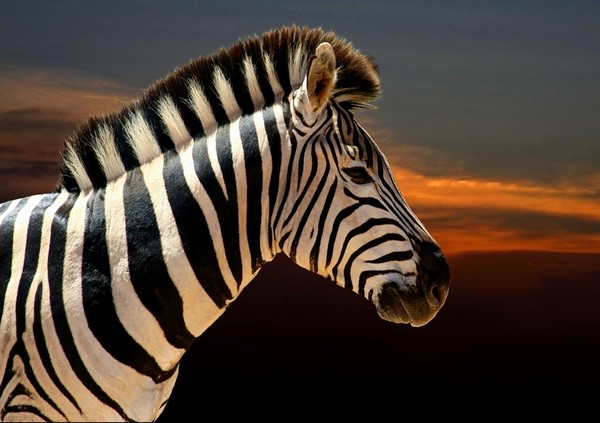 ZEBRE