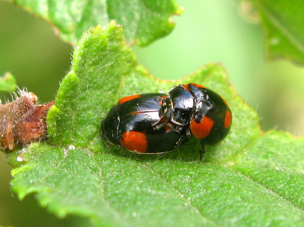 COCCINELLES 2