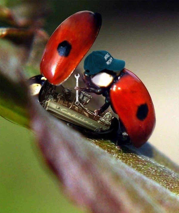 COCCINELLE