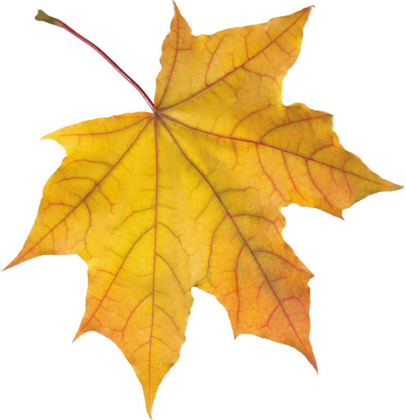 autumn_leaves_PNG3571.png