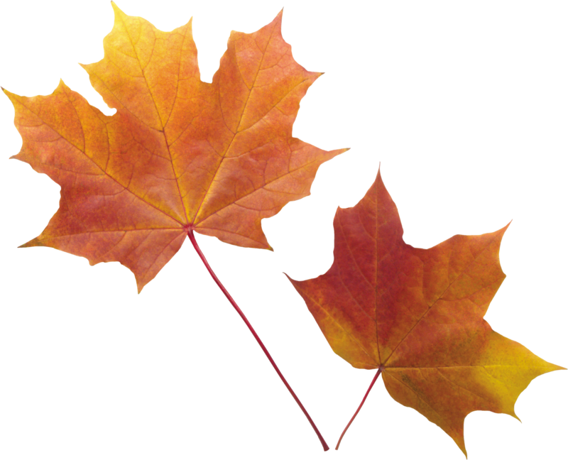 autumn_leaves_PNG3572.png