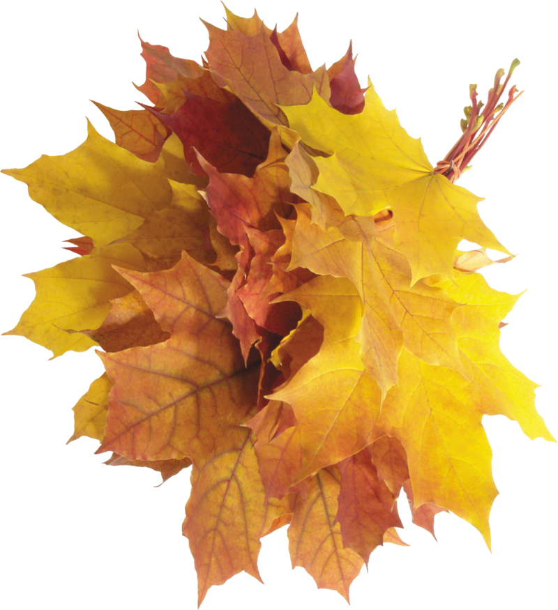 autumn_leaves_PNG3574.png