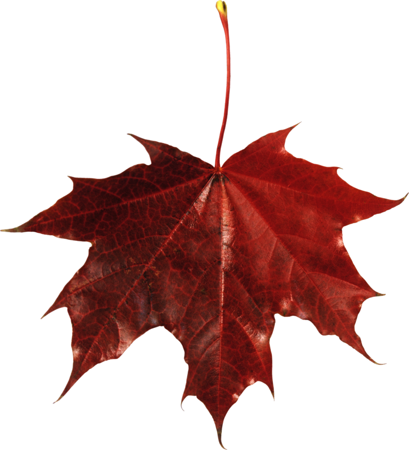 autumn_leaves_PNG3575.png