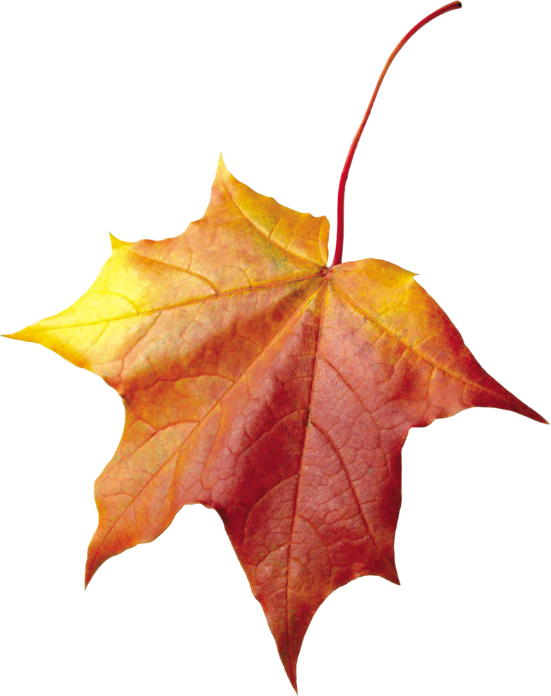 autumn_leaves_PNG3576.png