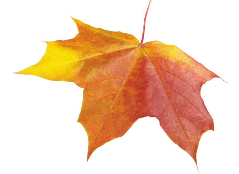 autumn_leaves_PNG3578.png