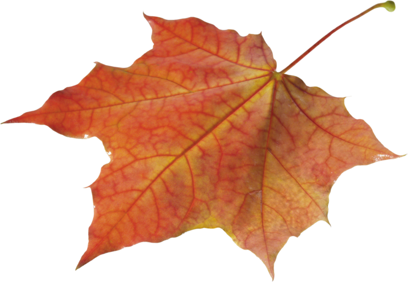 autumn_leaves_PNG3579.png