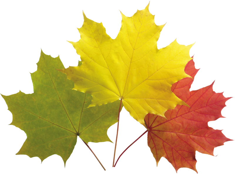 autumn_leaves_PNG3580.png