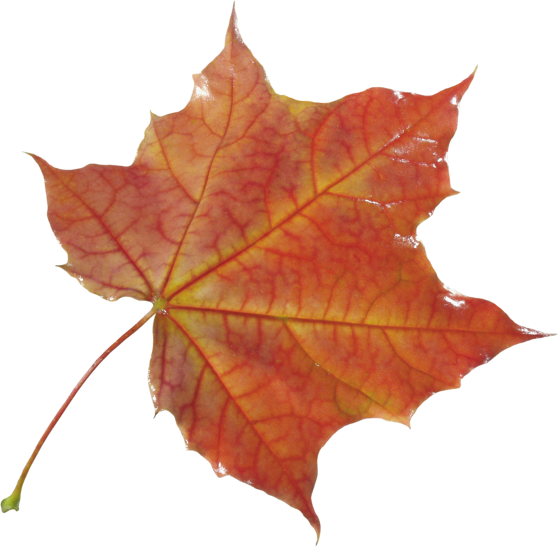 autumn_leaves_PNG3583.png