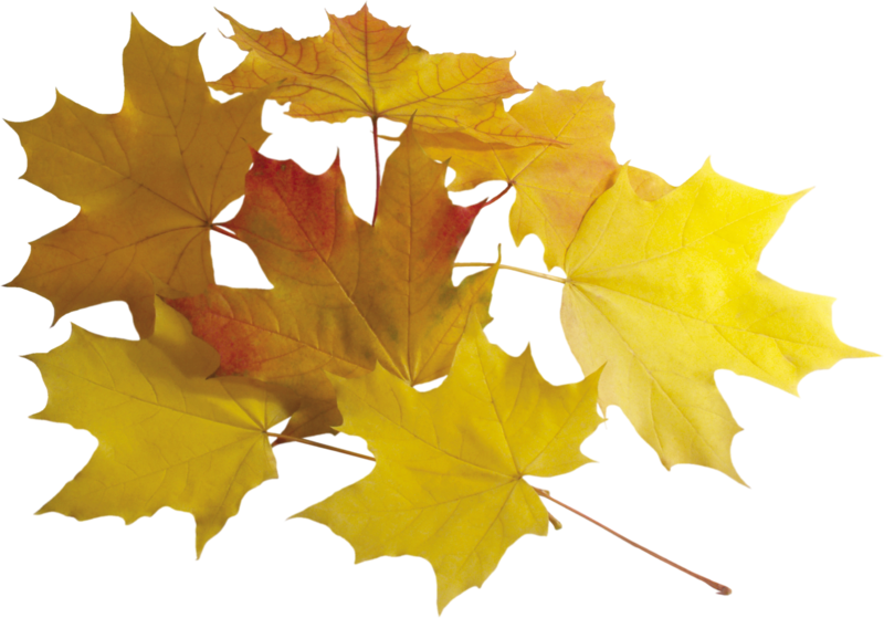 autumn_leaves_PNG3584.png