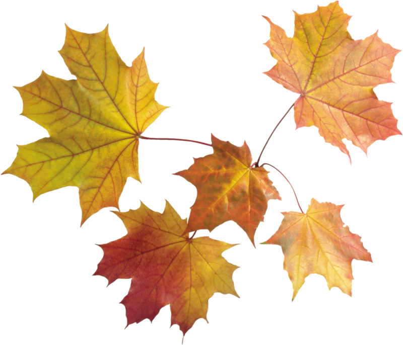 autumn_leaves_PNG3585.png