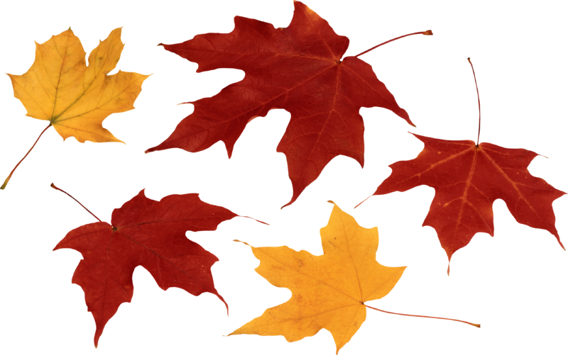 autumn_leaves_PNG3586.png