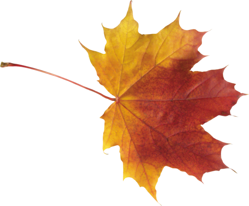 autumn_leaves_PNG3587.png