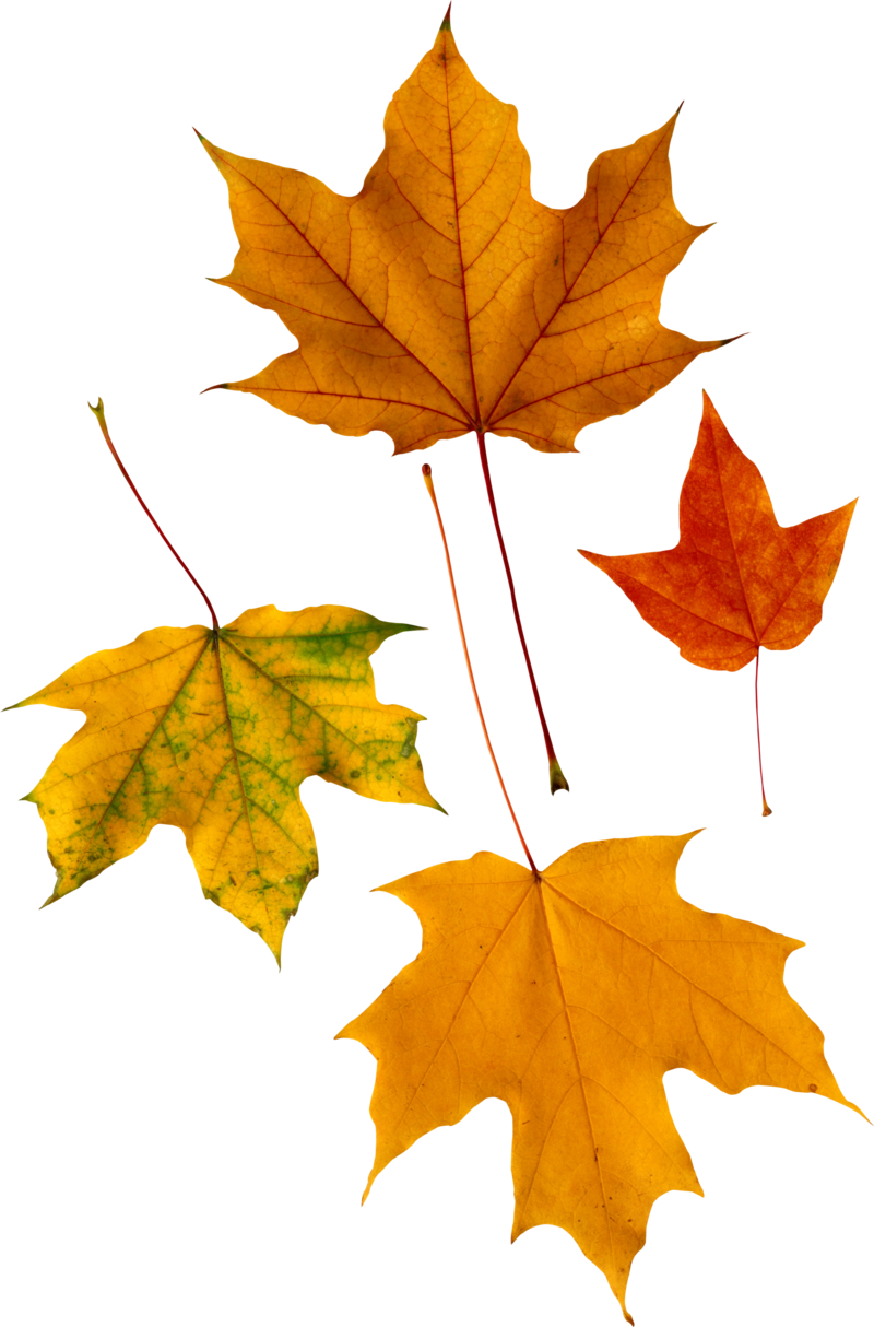 autumn_leaves_PNG3588.png