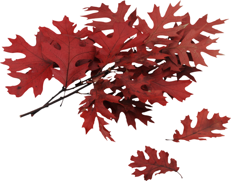 autumn_leaves_PNG3589.png