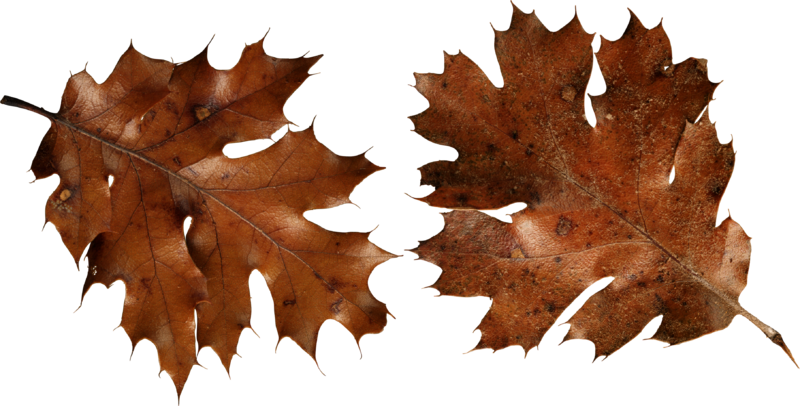 autumn_leaves_PNG3590.png