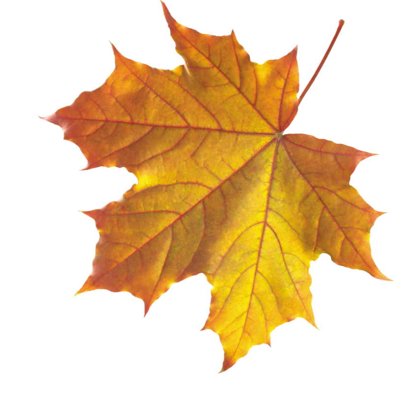 autumn_leaves_PNG3594.png