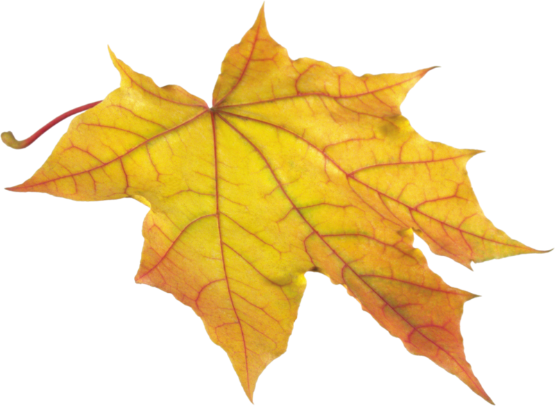 autumn_leaves_PNG3595.png