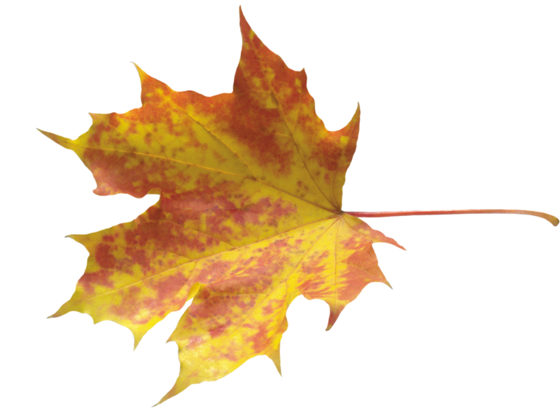 autumn_leaves_PNG3596.png