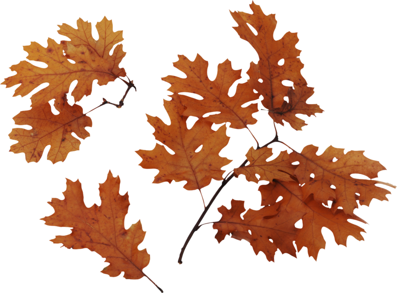 autumn_leaves_PNG3598.png