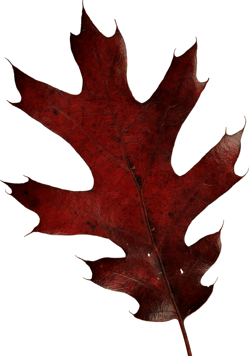 autumn_leaves_PNG3599.png